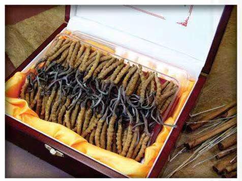 凤岗镇冬虫夏草回收